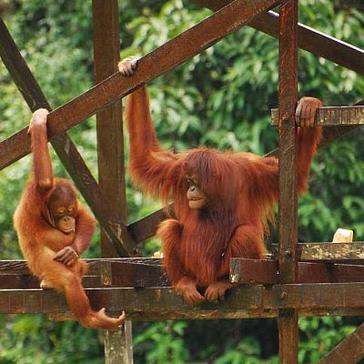 Borneo Orangutan Volunteer Interview – Owen Huw Morgan