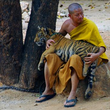 Why You Should Not Visit The Tiger Temple