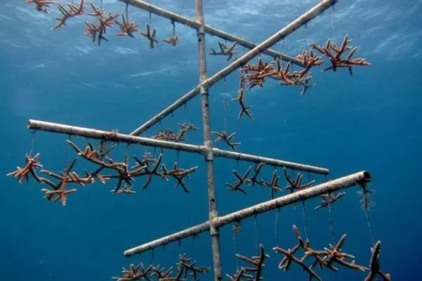 A Coral Nursery at the Perhentian Islands Marine Project