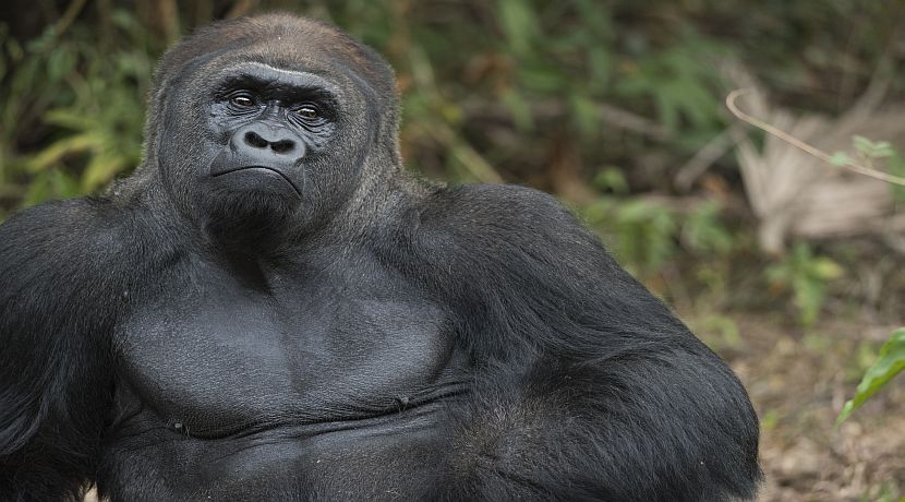 Gorilla Trekking Is An Amazing Experience!