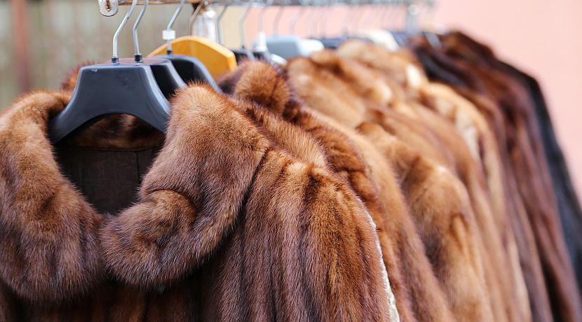 Conservation Controversy: How Does Celebrity Culture Influence Our Own Stance On Animal Welfare?