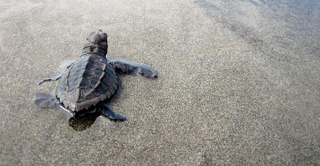 Wildlife