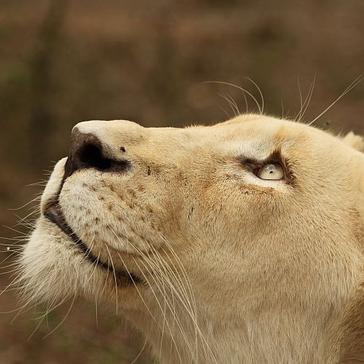 Meet The Lions At The White Lion Conservation Project! 