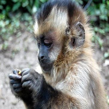 International Monkey Day 2015