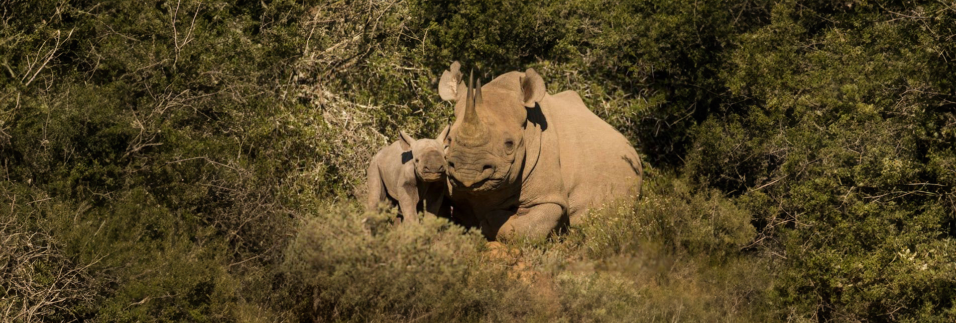 NEWS: New Baby Rhino Discovered On The Shamwari Conservation Experience!