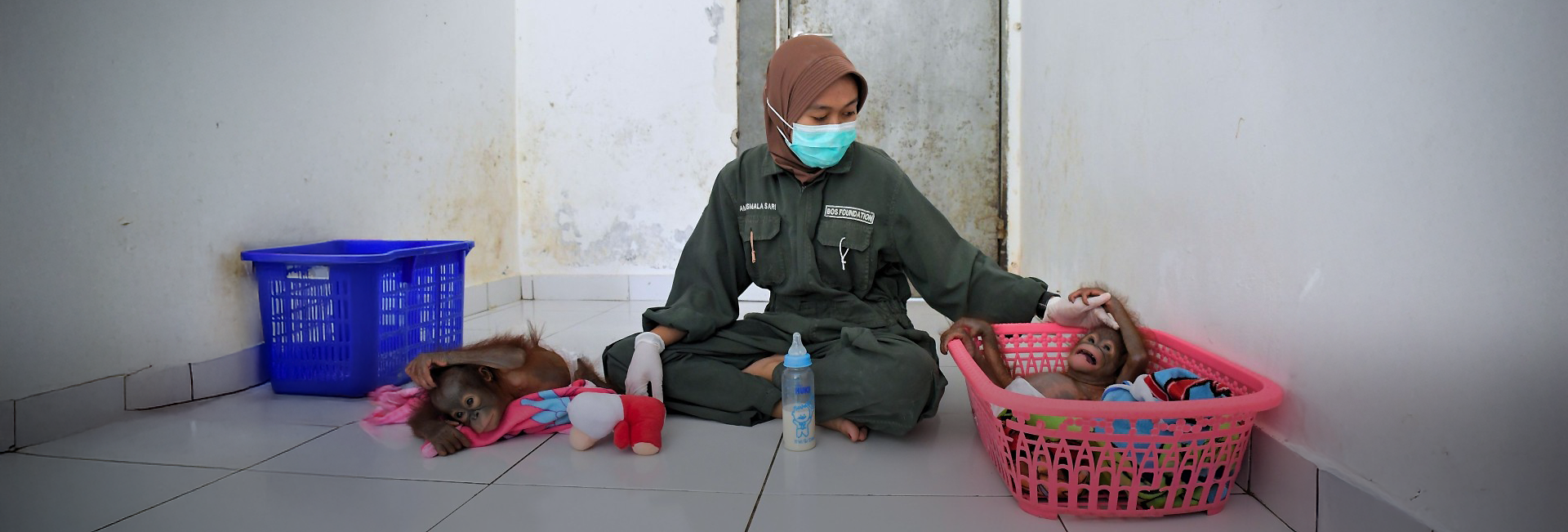 Samboja Lestari Orangutan Volunteer Project Rescues Two Baby Orangutans