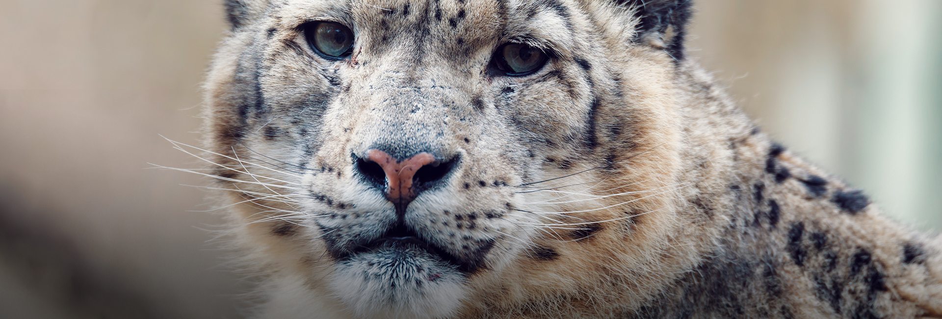 Snow Leopards