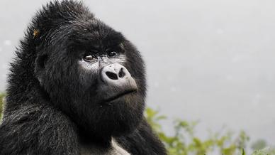 The Great Gorilla Project - Project Video 2023