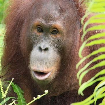 Orangutan Awareness Week 2015