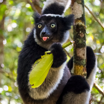 The Best Places to See Lemurs in Madagascar (And the One That Truly Stands Apart)