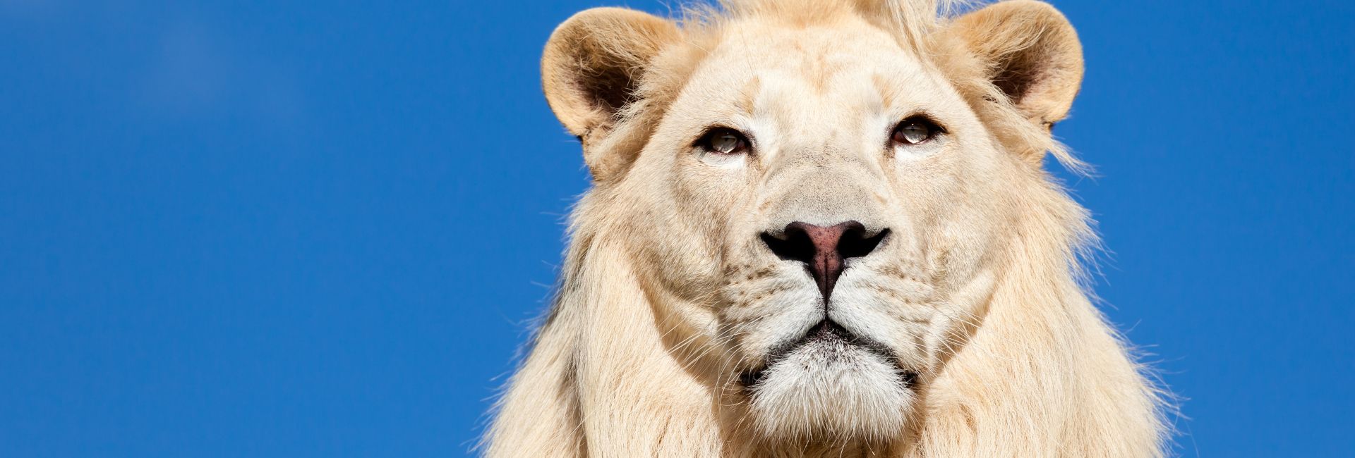 Spectacular South Africa - Things To Do On Your Days Off During The White Lion Conservation Project