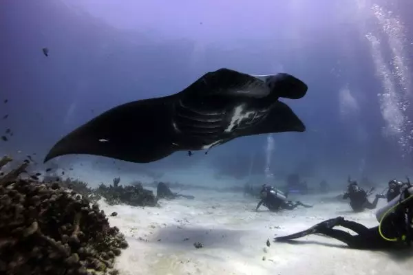 Diving with Manta Rays