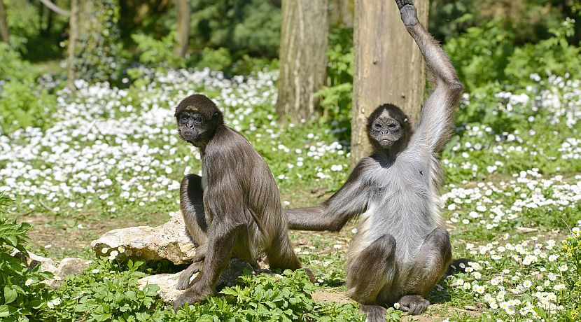 These Monkeys Are Incredibly Endangered And They Need Your Help!