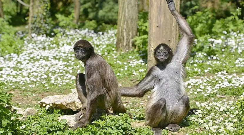 These Monkeys Are Incredibly Endangered And They Need Your Help!