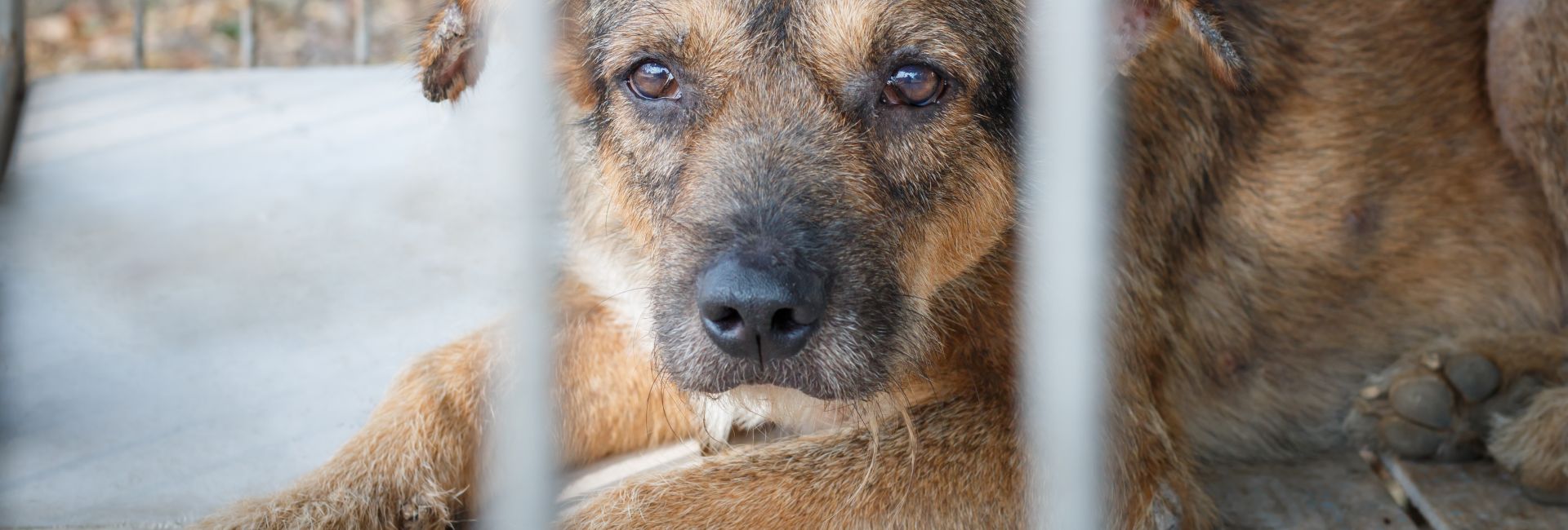 Animal Cruelty Awareness Week - How You Can Make A Difference