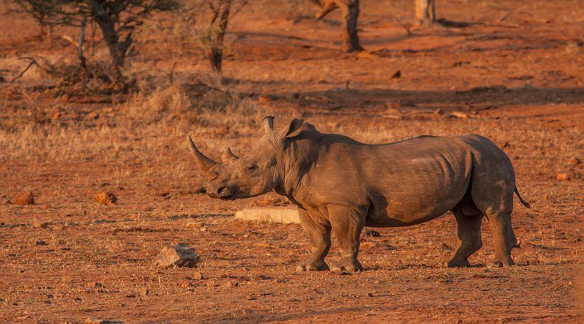 Our Top 8 Rhino Facts!