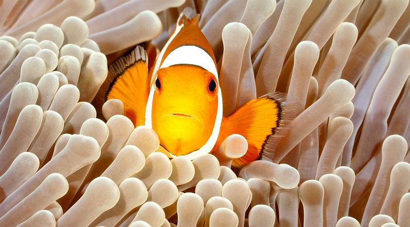 What Wildlife Will I See In Raja Ampat? 