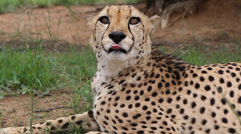 Southern African Odyssey