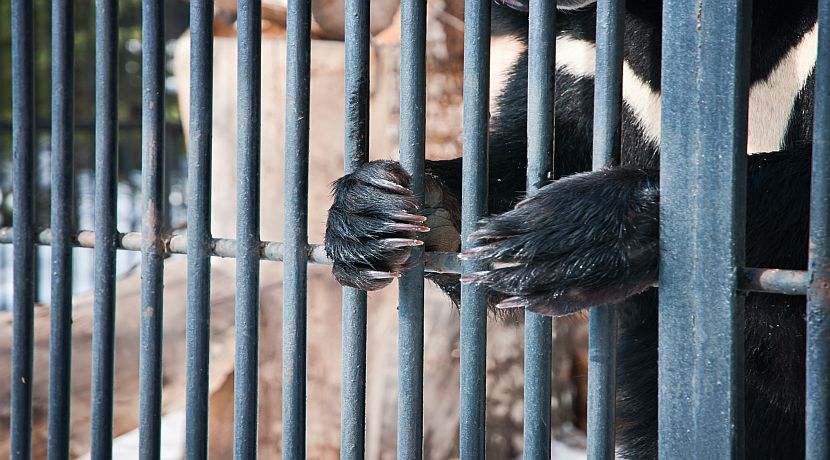  Bear Paw Soup - Learn About This Vile Practise