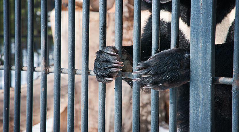 Bear Paw Soup - Learn About This Vile Practise