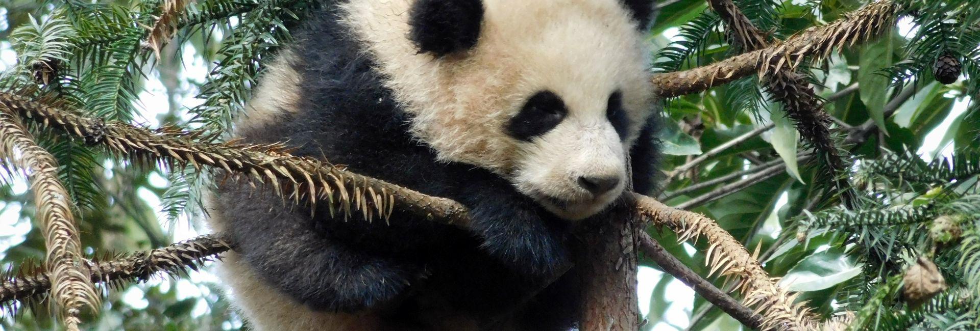 Learn A Little More About The Giant Panda Volunteer Experience
