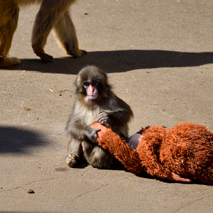 Are Viral Animal Videos Fuelling the Exotic Pet Trade?