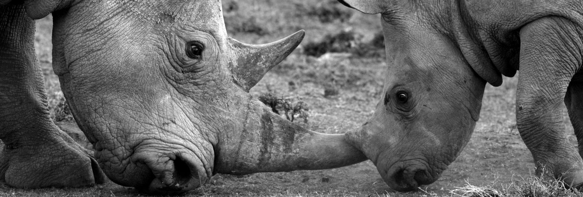 World Rhino Day 2017