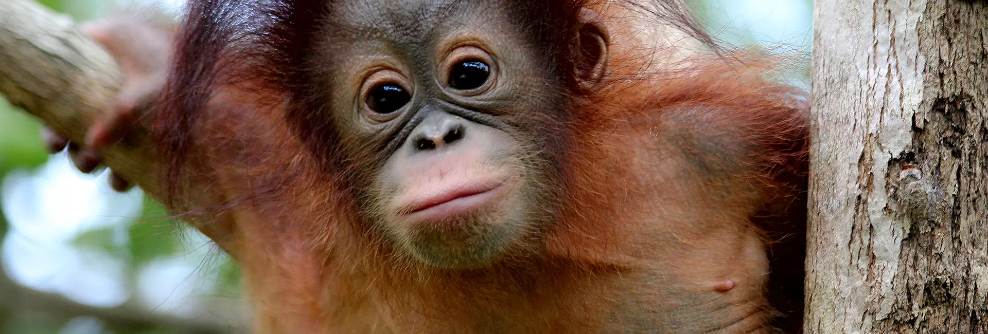 Orangutans