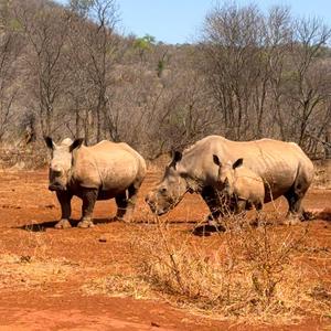 Thriving Rhinos: An Update from The Great Rhino Rescue Missions