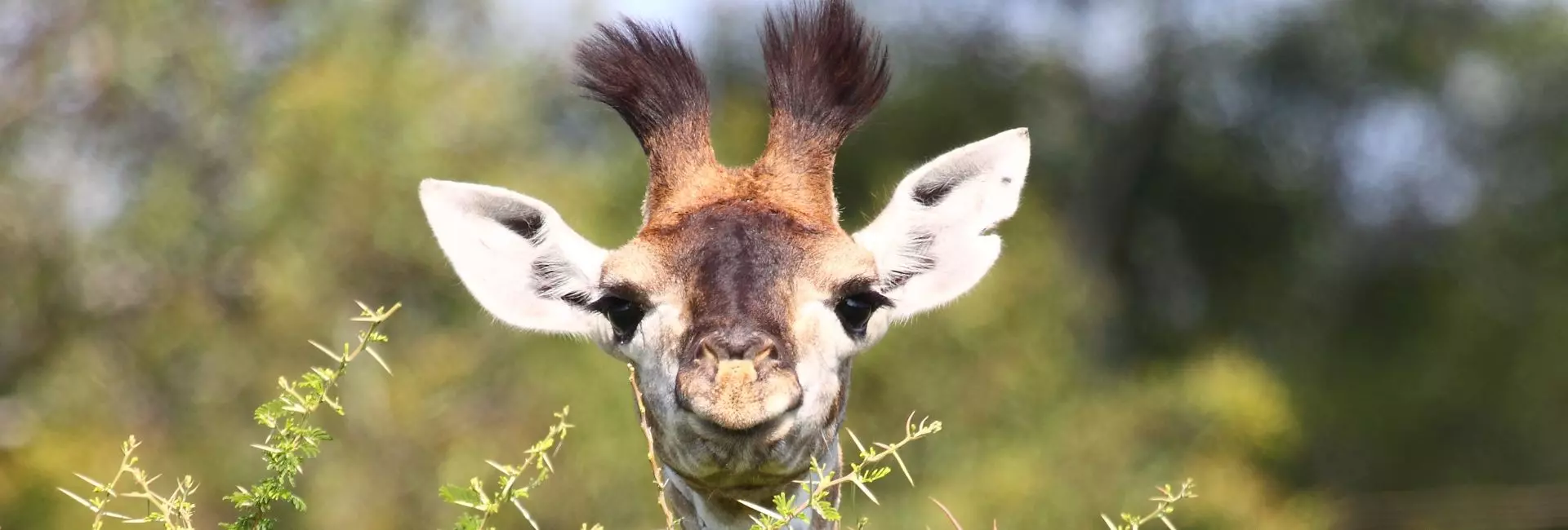 South Africa's Cutest Baby Animals - Why You Should Explore This Incredible Country In The Rainy Season!