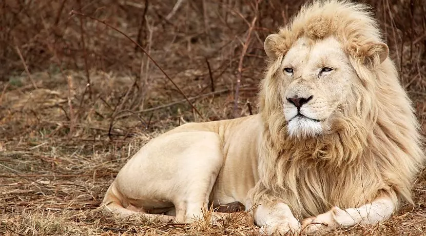 White Lions - Learn More About The Stars Of Our Project!