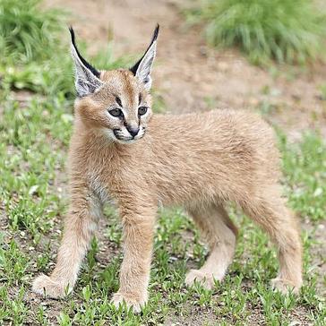 South Africa's Cutest Baby Animals - Why You Should Explore This Incredible Country In The Rainy Season!
