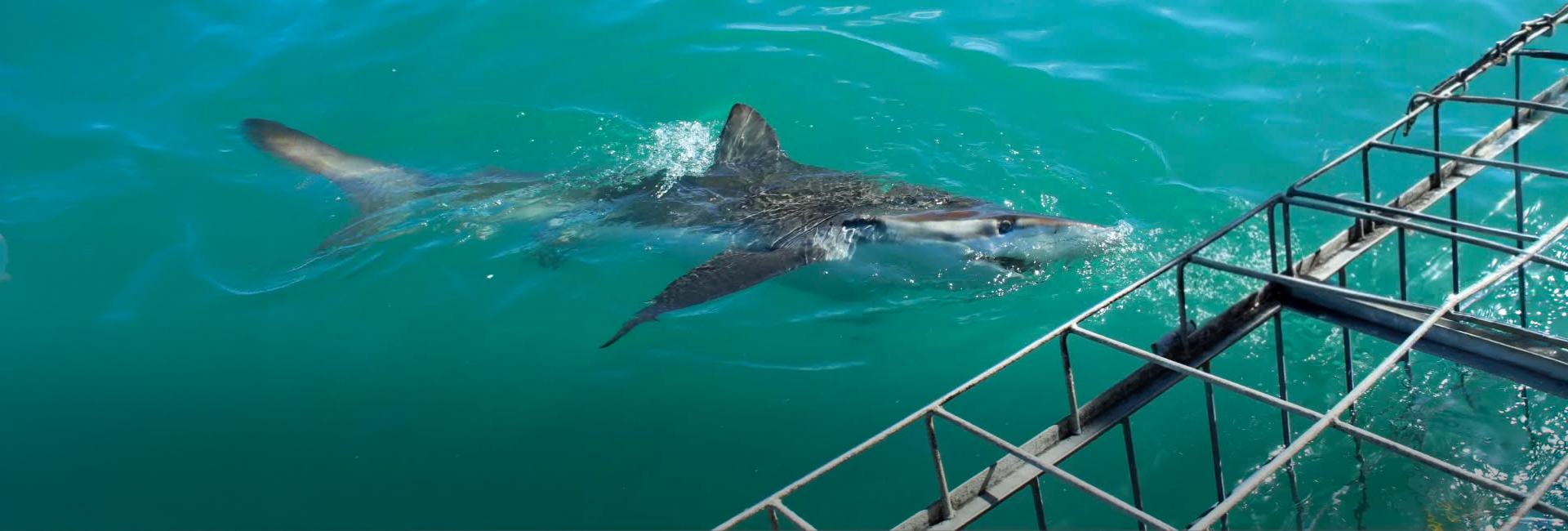 2025 Shark Sightings: Insights from The Great Shark Project