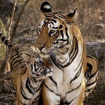 #InternationalTigerDay