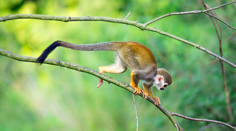 It's Monkey Day 2016!