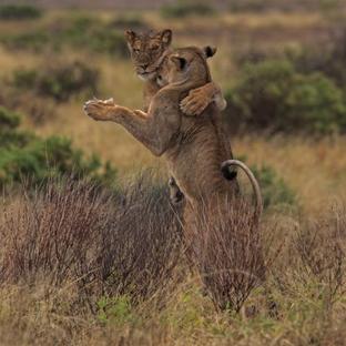 Meet Kevin Richardson, The Alleged 'Lion Whisperer' - What Do You Think Of His Practices? 