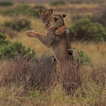 Meet Kevin Richardson, The Alleged 'Lion Whisperer' - What Do You Think Of His Practices? 