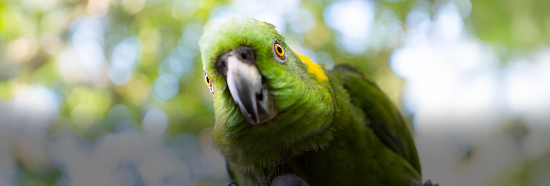 Wildlife Rehabilitation & Release in Costa Rica