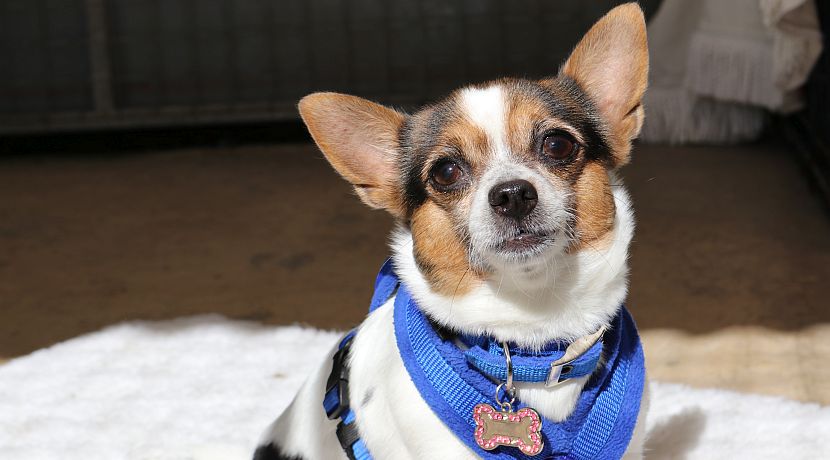 International Day Of Charity - The Great Projects Pay A Visit To The National Animal Welfare Trust!