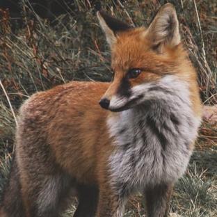 National Wildlife Week 2017!