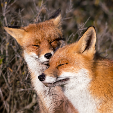 Cuffing Season in the Animal Kingdom: Why We All Seek Love in Winter