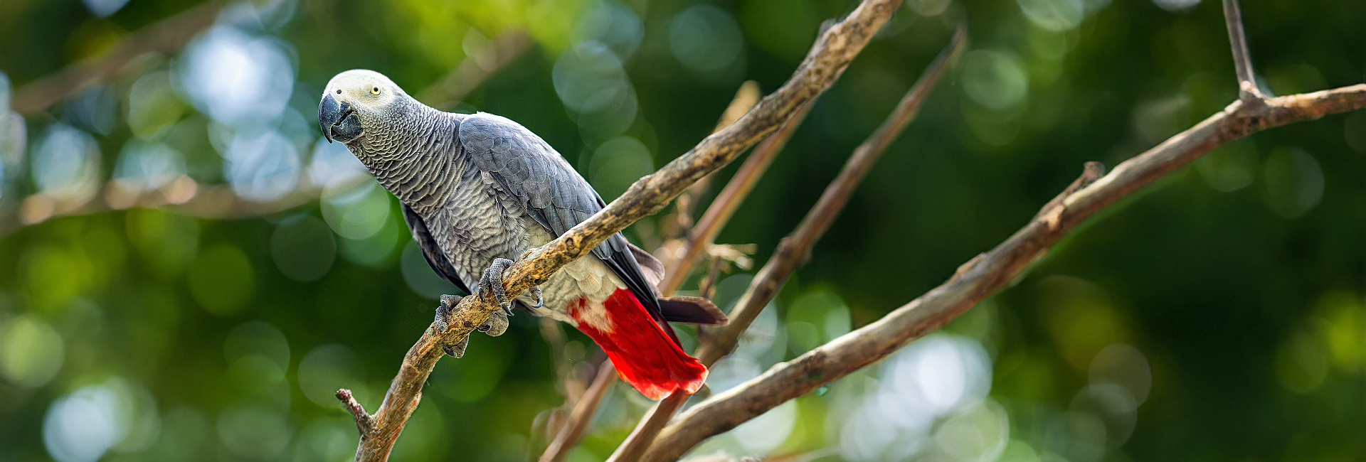 Clever Creatures - Read All About 5 Of The Most Astute Animals On Earth!