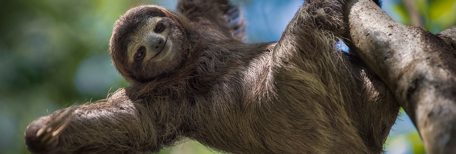 12 Week Internships at the Sloth Conservation and Wildlife Experience