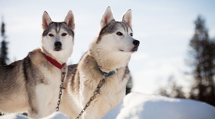 Discover How The Husky Has Earned Its Place In Finnish History!