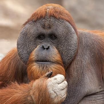 The Bornean Orangutan Is Now Critically Endangered