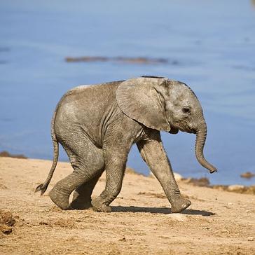 Our Top 8 Cute Elephants - We Bet You Can't Find Cuter! 