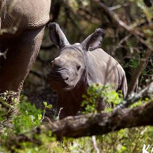 Kariega 'Big 5' Conservation Project