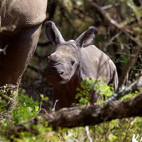 Kariega 'Big 5' Conservation Project