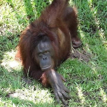 Wildlife Conservation Volunteer Experiences - Orangutan and Tribes