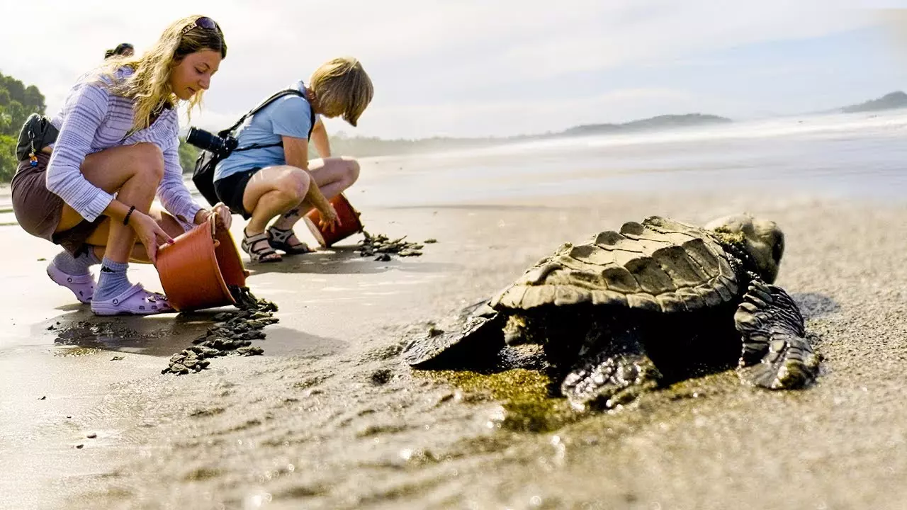 Costa Rica Turtle Conservation Experience - Project Video